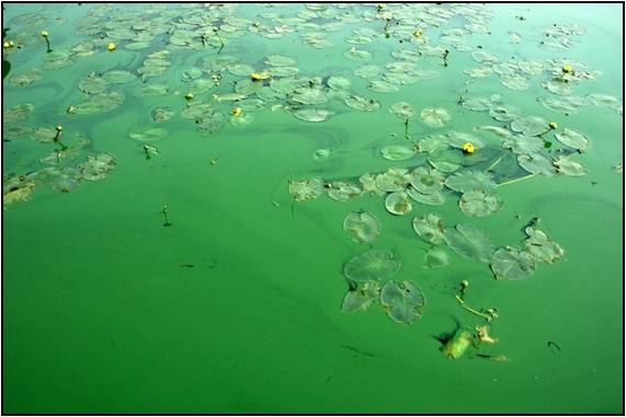 Les algues bleues peuvent être nocives pour les humains